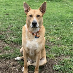 Adopt a dog:Max/Shepherd/Male/Adult,Magnificent Max! 

He’s big. He’s beautiful. He’s maybe the best fetch dog ever. He will put the toy right back in your hand! Max is around 6 yrs old and 80+lbs. He is very much a giant puppy and is very playful. He likes other dogs but some tire of his exuberance. He is tolerant though and doesn’t react negatively. He loves to run and will need room. He loves his people and likes to be close. He knows several behaviors and quickly learns new ones. He is eager to please and could be a great sporting dog with a little work. 

 Max needs a little time to warm up to new people but once friends he remembers them and is fine. He has a few things to work on but he’s so close to being a perfect boy. He’s a vocal boy and could learn to express himself in a more appropriate (to us) way. He could use a little work on leash and being calm in public. He would do best in a low key but active home. Someone that likes to hike or run but not in very busy areas. Low crowd sports would be great too. 

DOB 1/1/14
Adoption fee $150 which includes: 

Neuter
Current vaccines
Flea & Deworm treatments
Collar or harness 
Sample of food
Gift bag 
1 hr professional training session (Tacoma/Seattle/Kitsap areas)


WESTERN WASHINGTON PLEASE

To fill out an application, visit our website at: www.misspitsrescue.org/adopt/adoption-application

Misspits will respond within 48 hours to inquiries.  If you do not hear from us please check back.