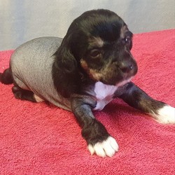 Chinese Crested Pups/Chinese crested/Mixed Litter/3 weeks,Chinese Cresteds pup KC registered and from health tested parents. I have  1 hairy hairless boy Black £850 and 1 hairless girl £1000 available from 10 pups. Possibly a puff boy to £700. Lifetime of support and advice from top lines and great Temprement parents. Call me for more information please