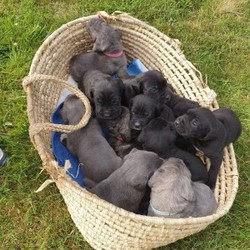 Beautiful Males and Females Cane Corso Puppies/Cane Corso/Male/Female/6 weeks 3 days,We have a stunning litter of Cane Corso puppies available mum is a huge girl very loving loyal and a real beautiful girl the dad is the puppies is a magnificent exact of Old type Cane Corso he stands 73cm tall and weighs approx 68kg massive bone and head on him highly trained intelligent protective and loving showing all the best traits of the breed. Viewing can be arranged by appointment. Dad is FCI and ABKC Registered