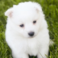 Aspen/American Eskimo Dog/Female/6 Weeks,