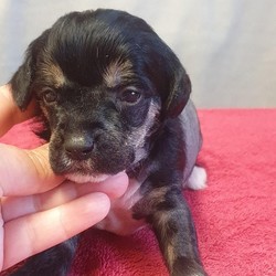 Chinese Crested Pups/Chinese crested/Mixed Litter/3 weeks,Chinese Cresteds pup KC registered and from health tested parents. I have  1 hairy hairless boy Black £850 and 1 hairless girl £1000 available from 10 pups. Possibly a puff boy to £700. Lifetime of support and advice from top lines and great Temprement parents. Call me for more information please