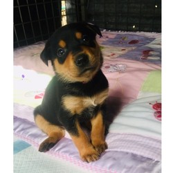 Adopt a dog:Kelpie puppy/Australian Kelpie/Female/4 months old ,â€œI know you've been looking for the perfect puppyand I think I have all the right qualificationsfor the position. First, I'd like to say thatI have a lifetime experience of being cute. I'vebeen a cutie since the day I was born! My fur isunlike any other and my cute face has been knownto melt a heart or two.