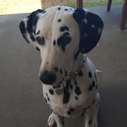 Adopt a dog:Deaf Dalmatian needs companion dog/Dalmatian/Female/2 years old ,UPDATE: INDIE IS CURRENTLY IN THE PROCESS OF AN ADOPTION.
 Thank you to everyone for opening your generous hearts and showing your interest! If her situation changes, I will contact the potential families I feel would suit her best. Thank you again!
 MY GIRL NEEDS A COMPANION DOG AND A FOREVER LOVING HOME - PLEASE HELP!!
 Pictured is my beautiful sweet girl Indie. She is very calm for a 2.5yr old Dalmatian and very very sweet natured. . She is deaf. She has epilepsy. And also shows small signs of seperation anxiety due to her health conditions (crying and sometimes barks when we go to leave the house). And because we rent - she has to be outside only and no other dogs allowed. But she really needs a companion fur baby to be with constantly to keep her calm and stable and to deflect any separation anxiety before it gets worse or out of control. Its with the heaviest of hearts I've decided to re home her for her own benefit only.  She is desexed, fully vaccinated, microchipped and is on permanent medication for her epilepsy. The medication is reasonably priced and is easily administered. Just 1 tablet in the morning and 1 at night. I take her to edgeworth animal medical center as I find they are extremely well informed and knowledgeable in regards to her conditions and very reasonably priced. And their customer service is well above and beyond any I've been to so far.  She is also well trained to read hand signals and easily sits, shakes then shakes with the other paw, lays down and rolls over. She is learning to walk politely with a halti as well. She is intelligent and responds brilliantly to any food reward training. Making any new tricks a breeze.
 I am enquiring if anyone knows of someone who has a massive heart to take in my gorgeous girl and give her the life she needs and deserves? She of course will come with all medications, food, her kennel if wanted/needed and all accessories.
 Feel free to share this post so we can find her the most loving forever home. And I am more than happy to answer any questions for potential homes via PM. Thank you for your help! Jess and Indie xx