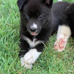 Siberian Husky x Pomeranian is available for sale- Dog the 