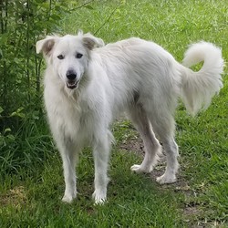 Adopt a dog:Lacy/Great Pyrenees/Female/Adult,You can fill out an adoption application online on our official website.Introducing LACY! Lacy is a 2 year old Pyr mix. Lacy is house trained, good on leash and knows her basic commands. It takes her a little time to warm up to strangers, but does fine as long as you give her space and let her come to you. She is great with kids, but doesn't know her size, so older kids might be best. It also takes a few minutes for her to warm up to other dogs but does fine with slow introductions. She has never been around cats, so it is unknown how she would react. She is laid back and likes to snuggle and get pets from humans. She also enjoys a good wrestling match with other dogs! Lacy is currently in Texas but can be on the next NW transport!

All our dogs require secure VISIBLE fencing. All current pets in adoptive home must be spayed/neutered and up to date on vaccinations.

Adoption Fee: $325

Transport Fee: $250

All of our dogs are spayed/neutered, up to date on vaccinations and receive a certificate of health prior to transport.

Adoption applications can be found on our website: www.greatpyrsandpaws.org

https://greatpyrsandpaws.rescuegroups.org/forms/form?formid=5959

Northwest adopter pays cost of transport to independent transport company. Transport is arranged by GPPR.