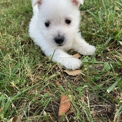 Fig/West Highland White Terrier/Male/,