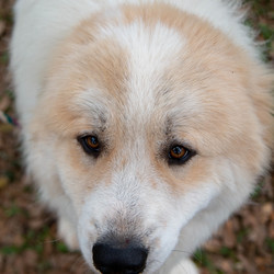 Adopt a dog:Pollux/Great Pyrenees/Male/Adult,You can fill out an adoption application online on our official website.

Hello! My name is Pollux and I have been at GPPR for about 5 months. I love it here in my foster home! They think I am handsome and smart, which I am of course. I am a male Great Pyrenees, about 5 years old, good with dogs, cats, rabbits and kids! However, I have not been around many kids. My foster Mom Joyce is feeding me lots of good food because she thinks I need to gain a little weight.

People say I have a great personality- I am quiet, easy going and my favorite thing to do is sit by my person. I love guarding my foster family's rabbits! My friends run the fence when the kids come by riding bikes, Dolly and the others bark, and I bark! It's so fun! I just love to watch them. Also, if you become my person, you will never have to go anywhere alone for I, Pollux, will be right with you. Being an easy-going guy, I love it when I am given attention!

Joyce says I am healthy, I drink loads of water but other than that, my vet says I am in good shape! I know how to sit, wait, shake and have a cute way of saying hello! Like I mentioned before, I am so smart. My foster Mom is a dog trainer extraordinaire and she thinks I, Pollux, would be a good therapy dog. I would love that because I love all the peoples and am calm, gentle and sweet! Pollux is currently being fostered in Texas but can be on the NW transport!

All our dogs require secure VISIBLE fencing. All current pets in adoptive home must be spayed/neutered and up to date on vaccinations.

Adoption Fee: $325

Transport Fee: $250

All our dogs are spayed/neutered, up to date on vaccinations and receive a certificate of health prior to transport.

Adoption applications can be found on our website: www.greatpyrsandpaws.org

https://greatpyrsandpaws.rescuegroups.org/forms/form?formid=5959

Northwest adopter pays cost of transport to independent transport company. Transport is arranged by GPPR.