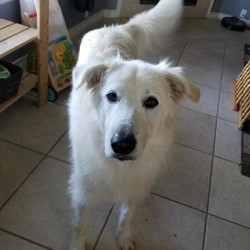 Adopt a dog:Lacy/Great Pyrenees/Female/Adult,You can fill out an adoption application online on our official website.Introducing LACY! Lacy is a 2 year old Pyr mix. Lacy is house trained, good on leash and knows her basic commands. It takes her a little time to warm up to strangers, but does fine as long as you give her space and let her come to you. She is great with kids, but doesn't know her size, so older kids might be best. It also takes a few minutes for her to warm up to other dogs but does fine with slow introductions. She has never been around cats, so it is unknown how she would react. She is laid back and likes to snuggle and get pets from humans. She also enjoys a good wrestling match with other dogs! Lacy is currently in Texas but can be on the next NW transport!

All our dogs require secure VISIBLE fencing. All current pets in adoptive home must be spayed/neutered and up to date on vaccinations.

Adoption Fee: $325

Transport Fee: $250

All of our dogs are spayed/neutered, up to date on vaccinations and receive a certificate of health prior to transport.

Adoption applications can be found on our website: www.greatpyrsandpaws.org

https://greatpyrsandpaws.rescuegroups.org/forms/form?formid=5959

Northwest adopter pays cost of transport to independent transport company. Transport is arranged by GPPR.