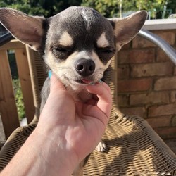 14 month old male chihuahua/Chihuahua/Male/14 months,14 month old male chihuahua. Very loving having to re home due to personal circumstances and no fault of his own. His name is Ronnie. He’s KC registered, all jabs up to date, microchipped, not neutered. Lilac and white