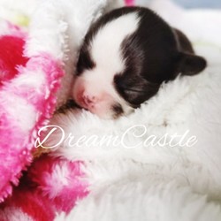 Most Beautifull Puppies At Dreamcastle Chihuahuas/Chihuahua/Male/Female/3 weeks, 1 day old ,Follow us on facebook: 
DreamCastle chihuahuas

DreamCastle - is a selected Show Home Breeder with big love to the breed. We are Licensed UK Breeders- Kennel Club Registered.

Our puppies have apple head with short nose big eyes and amazing sweet face!! Perfect tiny size with lovely temperament- playful and active.

DreamCastle puppies will be a joy to enter new family and bring there lots of emotions and happy days!

Our DreamCastle puppies are rising in the family home, with lots of love and attention. All puppies, before leaving our house, are wormed, microchip-ed, vaccinated, health- checked.They will come with full puppy pack of goodies - so new owner can be sure, they don't miss anything. Our puppy pack will include puppy folder with information leaflet how to care about your new baby. 

Prices £2000–£3000

Both parents can be seen in our home with puppies!

All our Puppies are not for BREEDING!!!

If you are interested in DreamCastle puppies please contact us by email or phone us. We will answer in all your questions. We are looking only for special homes! 

Puppy videos and our everyday life on Facebook: 
DreamCastle Chihuahuas 
Website: www.dreamcastlechihuahuas.co.uk

A non refundable deposit will secure him/her for you of £500

With Best Regards DreamCastle