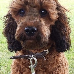 Stunning chocolate cavapoo/Cavapoo/Female/6 months,Winnie is looking for home.
She is
an intelligent playful six month old .
She still needs her training to be on going.
She is house trained.

She does travel well in the car.
She sleeps all night either in her grate or floor next to bed.
She's laid back but as soon as given the chance she wants to play.
Currently I'm walking her at park with her dad most days.
Unfortunately her owner has become to poorly to exercise her
also had to be in isolation .
It is with a heavy heart having to find her a new home.
But she needs to have that special bond with someone who can give her the life she deserves.
She's medium size , young children would be knocked over by her, so children over eight would be fine.
She had a hair cut due to the hot weather.she was very well behaved with the clippers.
Please email me for details

Of the life you have waiting for young dog
Many thanks
Please advise me of the price you would be happy
to pay.