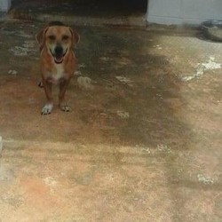 Diggity/Dachshund/Male/Adult Adopt a dog:Diggity/Dachshund/Male/Adult,