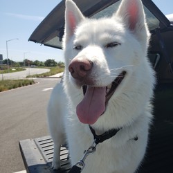 Adopt a dog:MOLLY/Siberian Husky/Female/Young,Meet MOLLY, a 3 year old Siberian Husky.  If you remember seeing her up for adoption before, it's because she was adopted by a wonderful family but unfortunately as much as the family wanted to have their 
