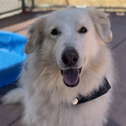 Adopt a dog:Captain/Great Pyrenees/Male/Adult,Hello there humans - my name is Captain and I'm one handsome, large fella that is hoping to win a place in your home and heart. I'm looking for a home where I can hang out in a nice fenced yard, but also come inside to snuggle on my own terms. Yeah, I can be a bit reserved when first meeting new people and I like a slow approach. I'd Definitely prefer a quiet home that will give me space when I need it, but also give lots of love once we get acquainted. I'm going to bond really tight with my humans and want to protect my home. I love to go on short walks, but my favorite thing to do is hang outside with my fam. I know my forever family is out there and I sure can't wait to meet you. Primary Color: White Secondary Color: Apricot Weight: 119.5lbs Age: 5yrs 3mths 0wks Animal has been Neutered
