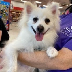 Adopt a dog:Kingston/Pomeranian/Male/Young,(WAITING LIST) Kingston is a 1-2-year-old 12lb white/cream Pomeranian. He is friendly, energetic, and happy go lucky. He loves to play, go on walks and cuddle. He does have a grade 2 patella that may need surgery in the future.