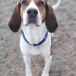 Adopt a dog:Remy/Coonhound/Male/Adult,Hey, friends! I'm Remy, a 3-year-old Coonhound! I'm a big guy who is about 70% legs and I follow my nose wherever it takes me! I was an outside dog, but I'm adjusting pretty well to this new life indoors. I've decided that I love people, being pet and cuddles! I'm pretty happy and calm, the staff think that I'm the most handsome hound they've ever seen. I can be super goofy, too! I run around the yard and make the staff giggle at how silly I am. I entered the shelter at no fault of my own, and I used to live with other pups! I was fostered by some really nice people recently and they said that I probably shouldn't live with other pups because I can be a bit rough. They also said that I shouldn't live with any smaller critters, like cats, I think they're toys! My foster home had some kids and I loved them dearly, but I could be pretty pushy with them when I wanted to be. That being said, I think I should live with older kids, if any, cause I would knock over little kids. I have been learning to walk pretty well on leash, but I still need some work. I also know walk, sit, stay and come, aren't I such a smart boy?? I need structure and clear boundaries in y future home, so I don't run the house. I am crate trained and I'm working on potty training, which I've almost got down! I really love all the smells here at the shelter, I could sniff around the yard all day if they let me! I can't wait to find a home so I can sniff some new smells around the yard and house!! If you're looking for a good boy, you've found me! Please come down to Stray Haven to meet me, we can get to know each other!
Stray Haven Humane Society & SPCA
194 Shepard Rd., Waverly, NY 14892
(607) 565-2859, www.strayhavenspca.org 
Open hours (winter): Tues, Wed & Thurs Noon - 6pm; Sat 10am-4pm