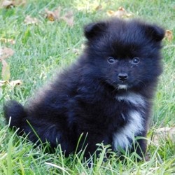 Oliver/Pomeranian/Male/,Isn't he the cutest? He is a super sweet boy that loves to give kisses! He will surely be the talk of your town, and he is just waiting for that perfect family to call his own. Oliver will come home to you up to date on his puppy vaccinations and vet checks. Don’t let this baby boy pass you by. He will be that perfect, fun-loving addition that you have been looking for.