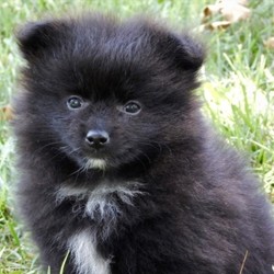 Oliver/Pomeranian/Male/,Isn't he the cutest? He is a super sweet boy that loves to give kisses! He will surely be the talk of your town, and he is just waiting for that perfect family to call his own. Oliver will come home to you up to date on his puppy vaccinations and vet checks. Don’t let this baby boy pass you by. He will be that perfect, fun-loving addition that you have been looking for.