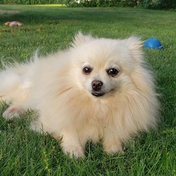 Adopt a dog:Sienna/Pomeranian/Female/Adult,Sienna is a sweet shy 6-7 year old female Pomeranian that sadly lived her whole life in a puppy mill. She is shy but is learning her independence. Sienna spends her days relaxing in her bed and watching the daily day to day events in her foster home. Sienna only has a lot to say when its breakfast or dinner time. Oh boy does she dance and spins in circles.  Sienna needs to be in a home with a fenced in yard and no young children. She gets along with other dogs and enjoys their company. Sienna does require a daily medication that is around $10.00 a month. She would need to be in a home with a fenced in yard, no younger children and company of another dog.  If you would like to learn more about her please email freetobemerescue@gmail.com or call 518-956-1804. You can also go online to freetobemerescue.org to submit an application online.
Please be advised we only process applications within an hour drive of Albany NY.  Adoption fee $300.00.