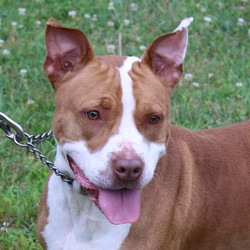 Adopt a dog:Duchess/Pit Bull Terrier/Female/Adult,Duchess is 2 1/2 years old. She knows basic commands (sit, stay lay down). She likes her toys and to play with her ball. She is a friendly, cuddly lap dog.