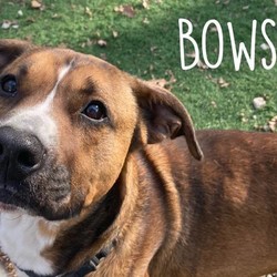 Adopt a dog:BOWSER/Pit Bull Terrier/Male/Adult,This is Bowser! 
He is a 4 year old 70lb Mixed Breed.
He is a ball of energy and love, who hates his kennel! He has been with us for over 6 months!
Bowser seems to be dog selective, mostly due to his energy level & dominance. He would do best with teenagers or adults only, as he can easily knock a young child over. He loves to go on runs, walks, and run around in yards! He would benefit from a fenced yard or an active family. He is leash trained for the most part, but needs a few minutes to calm down, as he is excited! He seems to be both house and crate trained, but may not need to be crated while at home due to his age and demeanor.
He has SO MUCH personality! He loves to play and be around his people. We know he would always make sure his family is kept entertained!