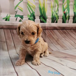 Adopt a dog:Maltipoo F1/Maltipoo//4 weeks, 4 days old ,I have a lovely 100% maltipoo was born.We have 4 beautiful Maltipoo puppies 2 girls 2 boys-apricot light and dark colours
These are true Maltipoos where Mum is the maltese with KC regster and dad is a toy red poodle 11 inch-how it should be as alot are poodles put to maltese

Mum is our family pet girl maltese called Pooly she has a perfect temperament and loves being around my children she is kc registered.
Dad is a handsome red toy poodle 
lives with us he is kc registered and is prcd-PRA hereditary clear

All puppies are being raised in my family home with my children and my dog. Puppies will be handled daily by me and my children 8 and 13 old,so all puppies will be well socialised .
They will come with first injection
Microchipped
Wormed upto date
Deflead as a precautionary measure
And will come with a puppy pack,
Blanket ( mum and siblings scent)
toys,bowls etc...
Puppys will be weaned onto royal cannin dry food for puppy from 4 weeks.
Will be ready for there new homes on or around the 15th of August.

dark apricot boy 3200
light apricot boy 3000 Sold
girls1 3200
girl 2 3000
We are here to help - any questions please call - we will send you more photos and videos
Some pics of her last litter to show you what they will look like
Will require a £300 non refundable holding fee for your chosen puppy i have.