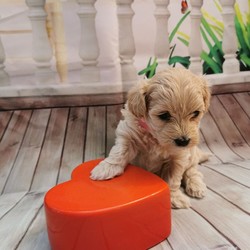 Adopt a dog:Maltipoo F1/Maltipoo//4 weeks, 4 days old ,I have a lovely 100% maltipoo was born.We have 4 beautiful Maltipoo puppies 2 girls 2 boys-apricot light and dark colours
These are true Maltipoos where Mum is the maltese with KC regster and dad is a toy red poodle 11 inch-how it should be as alot are poodles put to maltese

Mum is our family pet girl maltese called Pooly she has a perfect temperament and loves being around my children she is kc registered.
Dad is a handsome red toy poodle 
lives with us he is kc registered and is prcd-PRA hereditary clear

All puppies are being raised in my family home with my children and my dog. Puppies will be handled daily by me and my children 8 and 13 old,so all puppies will be well socialised .
They will come with first injection
Microchipped
Wormed upto date
Deflead as a precautionary measure
And will come with a puppy pack,
Blanket ( mum and siblings scent)
toys,bowls etc...
Puppys will be weaned onto royal cannin dry food for puppy from 4 weeks.
Will be ready for there new homes on or around the 15th of August.

dark apricot boy 3200
light apricot boy 3000 Sold
girls1 3200
girl 2 3000
We are here to help - any questions please call - we will send you more photos and videos
Some pics of her last litter to show you what they will look like
Will require a £300 non refundable holding fee for your chosen puppy i have.