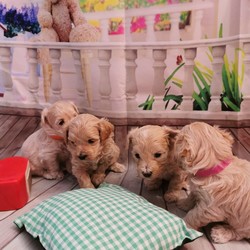 Adopt a dog:Maltipoo F1/Maltipoo//4 weeks, 4 days old ,I have a lovely 100% maltipoo was born.We have 4 beautiful Maltipoo puppies 2 girls 2 boys-apricot light and dark colours
These are true Maltipoos where Mum is the maltese with KC regster and dad is a toy red poodle 11 inch-how it should be as alot are poodles put to maltese

Mum is our family pet girl maltese called Pooly she has a perfect temperament and loves being around my children she is kc registered.
Dad is a handsome red toy poodle 
lives with us he is kc registered and is prcd-PRA hereditary clear

All puppies are being raised in my family home with my children and my dog. Puppies will be handled daily by me and my children 8 and 13 old,so all puppies will be well socialised .
They will come with first injection
Microchipped
Wormed upto date
Deflead as a precautionary measure
And will come with a puppy pack,
Blanket ( mum and siblings scent)
toys,bowls etc...
Puppys will be weaned onto royal cannin dry food for puppy from 4 weeks.
Will be ready for there new homes on or around the 15th of August.

dark apricot boy 3200
light apricot boy 3000 Sold
girls1 3200
girl 2 3000
We are here to help - any questions please call - we will send you more photos and videos
Some pics of her last litter to show you what they will look like
Will require a £300 non refundable holding fee for your chosen puppy i have.