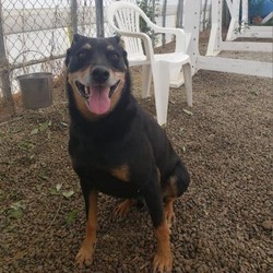 Adopt a dog:Rocco - SPONSOR ME/Miniature Pinscher/Male/Adult,We are asking our supporters to sponsor this boy in the meantime. He is a gentle boy that just adores our trainers and staff so please Help us continue to care for him and all of the other animals at Pets Alive by sponsoring your favorite! http://petsalive.org/sponsor.html

*Cat Free Home
*Single Dog Home
*Adult Only Home