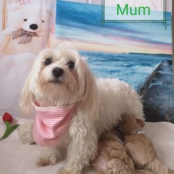 Adopt a dog:Maltipoo F1/Maltipoo//4 weeks, 4 days old ,I have a lovely 100% maltipoo was born.We have 4 beautiful Maltipoo puppies 2 girls 2 boys-apricot light and dark colours
These are true Maltipoos where Mum is the maltese with KC regster and dad is a toy red poodle 11 inch-how it should be as alot are poodles put to maltese

Mum is our family pet girl maltese called Pooly she has a perfect temperament and loves being around my children she is kc registered.
Dad is a handsome red toy poodle 
lives with us he is kc registered and is prcd-PRA hereditary clear

All puppies are being raised in my family home with my children and my dog. Puppies will be handled daily by me and my children 8 and 13 old,so all puppies will be well socialised .
They will come with first injection
Microchipped
Wormed upto date
Deflead as a precautionary measure
And will come with a puppy pack,
Blanket ( mum and siblings scent)
toys,bowls etc...
Puppys will be weaned onto royal cannin dry food for puppy from 4 weeks.
Will be ready for there new homes on or around the 15th of August.

dark apricot boy 3200
light apricot boy 3000 Sold
girls1 3200
girl 2 3000
We are here to help - any questions please call - we will send you more photos and videos
Some pics of her last litter to show you what they will look like
Will require a £300 non refundable holding fee for your chosen puppy i have.