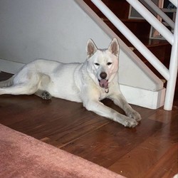 Adopt a dog:Hartley/Husky/Male/Adult,Darling Hartley aka “greatest dog in the world” per his temp foster dad is still in need of a long term foster or forever home! He is 60lbs, 5/6yrs old, neutered and is so cute it’s ridiculous. He is mostly husky with a itty, bitty bit of asian breed. 

•

Hartley is a boy of simple pleasures and he has the time of his life. He gets to go to the park, the beach, and friends’ houses where he gets loved on by so many people. He may need a little extra care due to his medical needs (insulin & food every 12hrs, thyroid pill) but because of his easy going nature - so many other things are easy. He is a good boy about his insulin shots, in the car, at vet, in new environments, loves all humans including kiddos, and even tolerates nail clips and baths! More than getting along with other doggos, Hartley needs canine companionship to know he’s not alone as he does have isolation anxiety (fear of being alone). He is sight impaired and having another doggo simply helps reassure him. 

•

Hartley is so special because he loves so hard it’s impossible not to fall for him. He has all the reason to be slow to trust but he is so endearing! He will whine for attention because he’s figured out it’s so cute that most people can’t help but to give in. However, he does mellow out once ignored. We can’t blame him for trying!  He is of gentle, calm energy but can be playful, too once he’s settled in. 
?

?•
?
To adopt Hartley: please visit our website to complete an adoption application: www.twodogfarms.com/adopt
•
For foster: www.twodogfarms.com/foster
•



Contact us for more information, and visit our website to complete an adoption application form:

www.twodogfarms.com/adopt

Adoption fees are $350.00.

info@twodogfarms.com