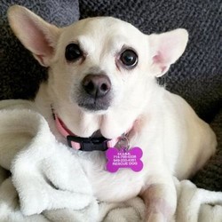 Adopt a dog:Fiona/Chihuahua/Female/Senior,*Needs another dog*best with older kids10+*

Here ye, Here ye... I present to you, her majesty, Fiona! Fiona is a 10 year young Chihuahua mix who loves being the Sleeping Beauty of the house. She loves giving those puppy dog eyes to persuade you into giving her a nibble, asking you to lift her onto the tip top of the bed, and of course, what is sleeping beauty without her naps! When she's not accompanying you with binge watching Netflix all day, you can catch her doing happy jumps, burrowing herself under the blanket, and cuddling with her favorite buddy (her cat sibling!). Fiona is great with other dogs and cats and is very gentle. She is currently working on shredding a couple extra pounds at her foster home and doing a great job at it. Fiona needs a patient home that can provide her the comfort of security, since she is a little timid at first... and because she toots a lot.

If you are interested in adopting, please visit the I.C.A.R.E. Dog Rescue website and complete an adoption application: www.icaredogrescue.org/ready-to-adopt

Adoption fee includes: spay/neuter shots up to date micro-chip fecal and vet checkClick here to watch a video of Fiona.