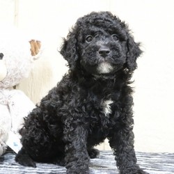 Flame/Bernedoodle/Male/,“I bet that you’ve never seen a puppy like me! I’m just that cute! My name is Flame and playing is my game. I can’t wait to meet my new family. We are going to have so much fun together. We’re going to go for nice walks, play lots of games, and when we’re done we’ll curl up next to each other. Do you think you could be the family for me? I hope so! Oh, and did I mention that I give world-famous puppy kisses? Don’t miss out on them!”