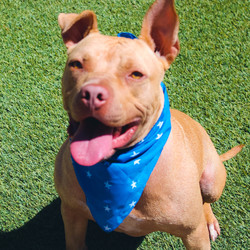 Adopt a dog:TOKO TASI/Staffordshire Bull Terrier/Male/Young,THIS DOG IS AVAILABLE TODAY!

FOR INFORMATION ON THE ADOPTION PROCESS, APPLICATIONS & ADOPTION FEE, PLEASE VISIT:

www.GhettoRescue.org

Toko is a big love bug that adores dogs and people! He was a shelter staff favorite and adored by all who came to know him. Toko came from rough beginnings when he was abandoned after his family moved away and left him behind. But this handsome boy hasn’t let that drag him down! He loves his toys and playing fetch. He has quickly learned to walk nicely on a leash and loves car rides. Toko was fostered in a home with young children and was a perfect boy with the wee ones. He can be a bit mouthy when he's excited so supervised play is recommended. He will require an experience dog owner as he is in need of some basic training. He's an amazing pup who will be a joy for the right family. 

NOTE: We do not adopt out any animals to outside a 6 hour radius from Los Angeles.

WE CANNOT PREDICT THE FULL-GROWN ADULT SIZE OF OUR PUPPIES.