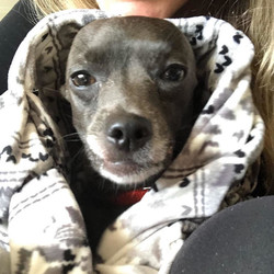 Adopt a dog:Greystoke/Chihuahua/Male/Young,Breed:  Chihuahua
Age:  1.5 yrs.
Weight:  10 lbs.
Good with dogs:  yes
Good with cats:  unsure
Good with kids:  no
Energy level:  high
Good with men/strangers:  yes
Hypoallergenic:  no

Special home requirements or medical:  No kids, another friendly and playful dog, household with not too many visitors, confident human.

Additional info:

Greystoke is starting to become less protective of his person and is learning to enjoy new people. Introductions just need to be done slowly and positively, we all know that come yummy high value treats will go along way. He can meet someone once and the next time he sees them will remember them and do just fine. He LOVES playing with other dogs and doesn't seem quite as selective with males or females as long as they are similar to his size, happy and playful. I think that Greystoke will do best with another dog to play with since he does become reactive to other dogs while on leash when he is not able to interact, but does well when he is able to meet them. A companion dog may help him burn his playful energy so he won't be a reactive when on walks.

If you are not ready to adopt just yet and would like to help in other ways, please consider clicking on the green “Sponsor Me” button above to help this dog receive the best care we can give. We rely on the generosity of others to make rescuing dogs possible.

IF YOU ARE INTERESTED IN ADOPTING THIS DOG, PLEASE MAKE SURE YOU HAVE READ THE DOG'S INFORMATION CAREFULLY.  ONCE YOU HAVE DONE SO, PLEASE DO THE FOLLOWING:
1.       Visit www.dogswithoutborders.org
2.      Then fill out an online ADOPTION APPLICATION -  http://dogswithoutborders.org/adopt-a-dog/adoption-application/
3.       Please wait to hear from our representative in approximately 48 hours on weekdays.
4.       To learn more about our adoption process, please look up our Adoption FAQ’s. - http://dogswithoutborders.org/adopt-a-dog/adoption-faq/