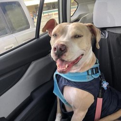Adopt a dog:Nusta/Jack Russell Terrier/Female/Young,Hi! I'm Nusta. I am an energetic 1.5-year-old female Jack Russell/Pitbull Mix. I was adopted 5 months ago into a home with a 2-year-old male dog, and due to the COVID restrictions shortly after my adoption, I was not able to get the right socializing and professional training I needed to make sure I had a great start to my new life. Now that I've had time to decompress after shelter life, and with guidance from my Vet, I've decided I want to be the only fur baby in my owner's heart, and need to find a new forever home that can provide me with that. I love walks and all physical activity, my nickname is Shakira because I can't stop shaking my hips when I see a leash. I make a great running and hiking buddy, and sticking my head out a car window is my favorite thing. I need a home with no other animals and no small children as I get very protective over my stuffed toys. I also require an experienced owner who will give me the structure and daily exercise I need to be a happy girl. I am housebroken, crate trained for overnight sleep, and very well-behaved indoors and respectful of furniture. I like to please and give my humans love every chance I get, and I can also entertain myself when needed. My current family has acquired a lot of great supplies for me that I will take to my new home, including XL Crate with memory foam mattress, training collar with remote, hands-free leash, rain, and snow coats. I'm also on a great Banfield wellness plan that can be transferred over to cover my remaining puppy shots and tests until December 2020. My current family knows that I will need professional training and willing to provide a stipend to the new owner to make sure I make it my forever home and get the life I deserve. I look forward to making you smile every day with my adorable Jack Russell ears and soulful honey-colored eyes.

Please contact Rose at vineyardsocials@gmail.com

These dogs are looking for homes through private parties in the Los Angeles CA area. This page is a service to help individuals in the L.A. area trying to place dogs into loving homes. The dogs listed on this page are not affiliated with Karma Rescue. We have not evaluated the dogs and they are not under our care. We are not responsible for any adoptions through private parties. To obtain more information about any of these pets, please use the contact information given with each pet's description. All dogs are spayed/neutered prior to being listed on this page.