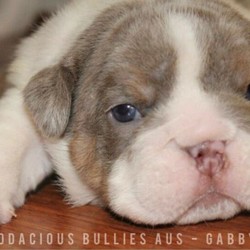 Adopt a dog:British Bulldog Puppies/British Bulldog/Male/Female/Younger Than Six Months,British Bulldog Puppies looking for their FURever home.GirlsJesse- NFSGabby Gabby- $10,000BoysRex- RESERVEDWoody- $8000Buzz- $8000Bullseye- $6000Slinky- $6000DNA testing has been sent off and expected back within 3-4weeks.DOB: 05.07.2020Ready for new home: 30.08.2020Location: Colyton NSWPuppies come with:6weeks free pet insuranceMicrochipped and vaccinatedUp-to-date wormingPuppy packFull registration with MDBAParents DNA & Pedigree available upon request.Facebook: Bodacious Bullies AustraliaMDBA # 14608PREFIX # BelBaciousBull