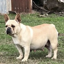 Adopt a dog:French bulldog/French Bulldog//Older Than Six Months,Jodzspud have this beautiful solid black male available.Aa black, carrying choc, cream, fawn and DNA pending for blue and tan.He will be available on mains for $7000 as he would be a perfect stud, carrying all the colours.Ready to leave early September$6000 petLocated SydneyMDBA 13843