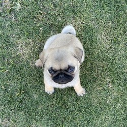 Pug puppy - fawn male/Pug//Younger Than Six Months,One absolutely precious fawn male pure bred pug puppy, no papers. Born on 25th May, just on 10 weeks old. He is an absolute sweetheart and only the most loving home will be considered.
