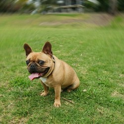 French bulldog 2 1/2 years old/French Bulldog//Older Than Six Months,Looking for his best forever home !Pure breed French Bulldog boyFawn colourDe-sexedHe is the best dog anyone can ask for, loves kids he is playful and affectionate loves anyone that gives him cuddles!! Gets all the attention when taken for walksHe is healthy never had any health issues, has papers and fully vaccinated.