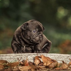 French Bulldog - Black Females/French Bulldog//Younger Than Six Months,Expressions of interest are being taken for our adorable little Black French Bulldog girls available to pet homesReady to join their new family as of the 6th September, 2020Puppies come;