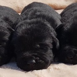 Labrakitas/Labrador cross Akita/Mixed Litter/2 weeks,Stunning labrakitas (labrador cross akita) puppies for sale. Both male and female puppies available. Can be viewed with both mother and father who are both family pets who have excellent temperaments with people of all ages and other animals. The puppies will be well socialised and wormed to date. 
£250 deposit secures (non refundable)