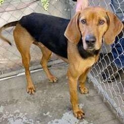 Adopt a dog:Hank (Pokie Mon)/Coonhound/Male/Adult,**WE ARE ALWAYS IN NEED OF FOSTER HOMES**  Homeward Bound Dog Rescue is an all volunteer rescue organization and all our dogs and puppies are in foster homes - we are not a shelter and do NOT have a facility where we house our dogs. For adoption information go to: www.homewardbounddogrescue.com.  You must fill out an application online as we do NOT accept applications at our clinics.

Hi, this is Handsome Hank the Hound.  I am a 4 year old Coonhound and weigh about 70lbs.  Fully house trained, cute and lovable…and did I mention that I am incredibly handsome?  I’m also pretty proud of my vocal chords…when the need arises, I will treat you to a loud rendition of that famous hound howl.  For this reason I can’t be living in an apartment or densely populated neighborhood!

But just so you know, even though I’m loud sometimes, I can also curl up in a little ball and be as quiet as a mouse, especially at night!

I love playing with other dogs, running around my foster’s backyard where, unlike most hounds, I make no effort to escape! I currently live with two cats, one of which is my special friend but the other one doesn’t like me so much.  Oh and BTW, I am not a fan of very young kids as they pull my tail and that hurts so it is best that I avoid them completely.
 
So if you are a true hound lover with some space around you who is looking for an adorable, sweet boy with all those endearing hound ways, have a chat with my foster as I might just be the right guy for you!


Our adoption clinics are at our new facility in Schenectady on John Street, directly behind Boulevard Bowl (Erie Boulevard) every Saturday from 10 am to 1 pm (directions are on our website). We require an approved application before we consider anyone for an adoption - so filling out the application is your first step. We do NOT accept applications at our clinics, they MUST be filled out online before coming to our adoption events.  Different dogs and puppies go up for adoption EVERY WEEK so please feel free to visit the site and click on the Petfinder link for updates. Puppies and dogs up to 2 years old are $350. Dogs over 2 years old are $250. 100% of the adoption fees go to help us save more dogs.