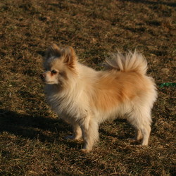 Adopt a dog:Sampson/Pomeranian/Male/Senior,True to little dogs, and Pomeranians alike, Sampson has a touch of Napoleon Complex, mixed with a pinch of cat-like persona: he will vie for your attention, wiggling his way to get some quality petting, and at a drop of a hat, decide that he no longer wants to be bothered by your nagging, and he has more important things to do, elsewhere. 

Sampson will need an understanding, tolerant home; void of young, exuberant kids, and preferably without other nuisance dogs (his words, not ours!).

Sampson has a long history of being bounced around from home to home, to shelter, to rescue, to foster home, back to rescue, and finally threatened with being permanently given up on. We don't believe he deserves that at all, and so he's patiently waiting for his turn to find his furever home.