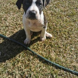 Adopt a dog:Bullarab x puppy/Bullmastiff//Younger Than Six Months,Bullarab x wolfhound puppy available for $460.