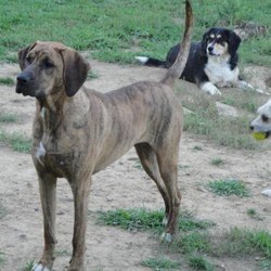 Adopt a dog:Wendy/Plott Hound/Female/Adult,5 year old female, Plott Hound mix

DOB: approx 3/2015

Brindle short smooth coat with small patch of white on chest, long tail Beautiful face with black muzzle and extra-large long floppy ears From Ohio , picked up with her sister as a stray on September 15, 2015 Weight: 85 lbs. Very sweet, extremely friendly personality and loves attention. http://www.akc.org/dog-breeds/plott/

Prefer a home that she is the only dog (dog selective)--loves a lot of humane attention.

Will need a Secured fenced yard.

Obedience training will be required for this smart loyal girl. 8/20/20 10:13 PM
