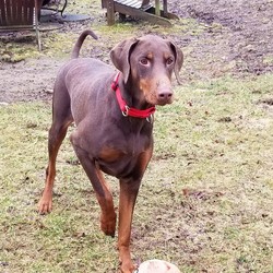 Adopt a dog:Jessie/Doberman Pinscher/Female/Adult,Please click our link to download our adoption application if you are interested in giving Jessie her 