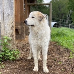 Adopt a dog:Josie - Western NH/Great Pyrenees/Female/Young,Dog name and description:


Josie - Western NH

She would do good in a family with another dog.  She is slower to warm up to MEN  No small children. She needs a FENCED  yard to burn off energy in. She is good on a leash and loves to ride in the car.  She will not share her food with other dogs but is not aggressive with them, she warns them 