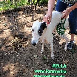 Adopt a dog:BELLA/Greyhound/Female/Adult,Children 8 and above for all of our dogs, no exceptions. 
Application to adopt located on our website www.foreverhomegreyhounds.com

BELLA, a 2 yr old white female with  black on one side of her face. 
Kinda shy at first but once she warms up, she's quite the character.