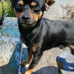 Adopt a dog:CHIHUAHUA BEST COMPANION/Chihuahua (Smooth Coat)//Older Than Six Months,Chihuahua Born 16 /07 /18 Male Desexed.3.5kg and just turned two.The best temperament for a Chihuahua you will find. He will make the best and happiest companion for someone.Looking for his forever home.He is just as comfortable inside as outside.Will let you know when someone comes to your door.He is extremely friendly, he has no snarl, growl or bite towards other people.Past the stage of chewing your shoes.He makes a great lap dog, just loves pats and belly rubs.Will even try hugging you with his paws.Always wagging his tail. Loves to meet and greet people on walks.Black & Tan with the the slightest sliver of white down his chest.Loves life. Loves walks and exploring.Up to date with yearly vaccination and heartworm injection papers and worming.Extemely affectionate and cuddley.Very good with getting his nails clipped.Only to the best of caring homes.Is not registered with pedigree papers.Ph. ******4445 REVEAL_DETAILS Queensland Breeders No : BIN0003300156101